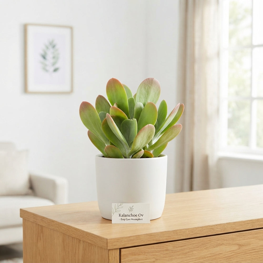Kalanchoe Houseplant – 5.5cm Pot