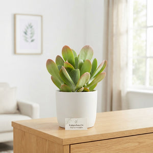 Kalanchoe Houseplant – 5.5cm Pot