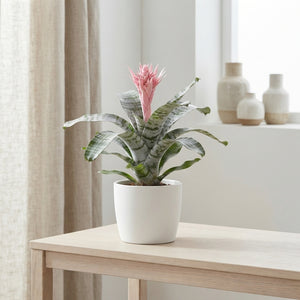 Pink Aechmea Fasciata Bromeliad – 12cm Pot