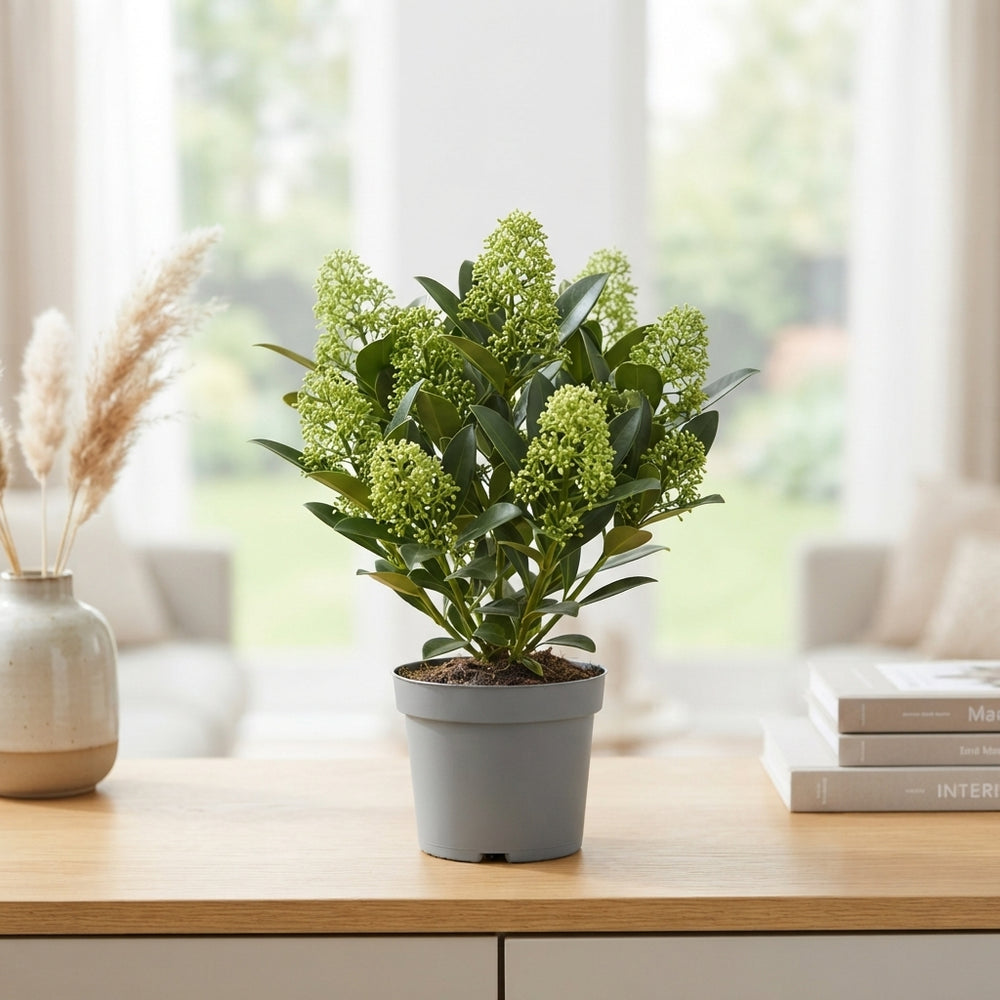 Skimmia japonica ‘Finchy’ – 9cm Pot
