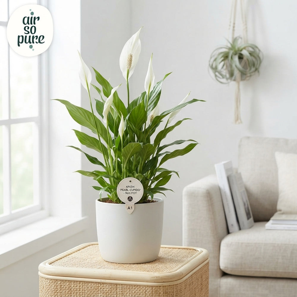 White Peace Lily (Spathiphyllum) – 9cm Pot