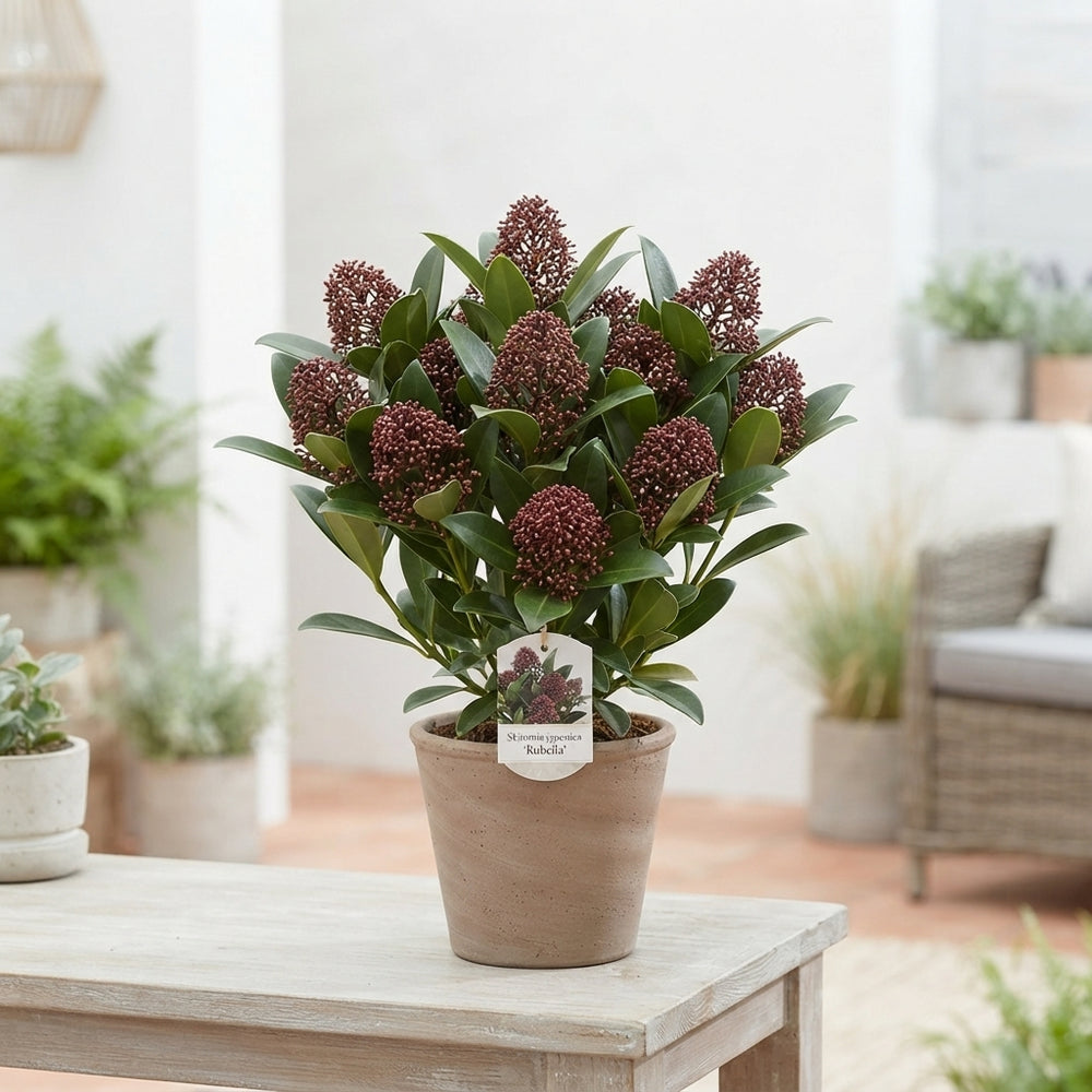 Skimmia japonica 'Rubella' – 13cm Pot
