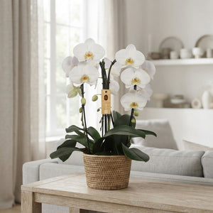 Pink Phalaenopsis Orchid – 3 Stem, 21cm Pot