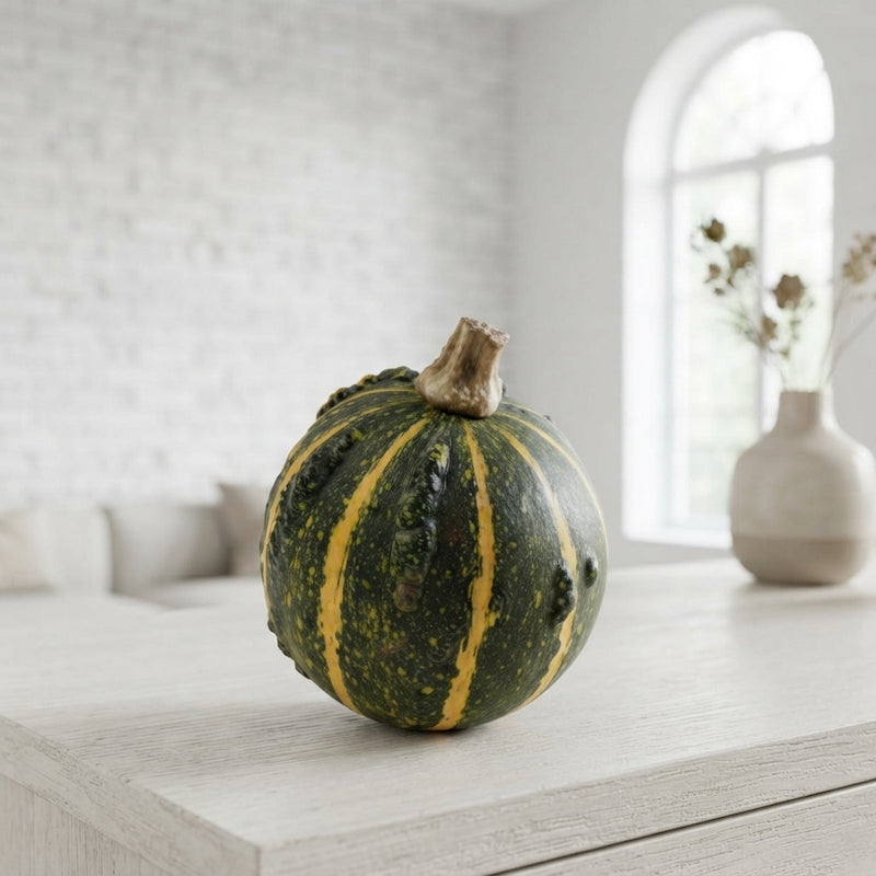Ornamental Mini Pumpkin (Cucurbita pepo)