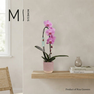 Mixed Phalaenopsis Orchid – 1 Stem, 12cm Ceramic Pot