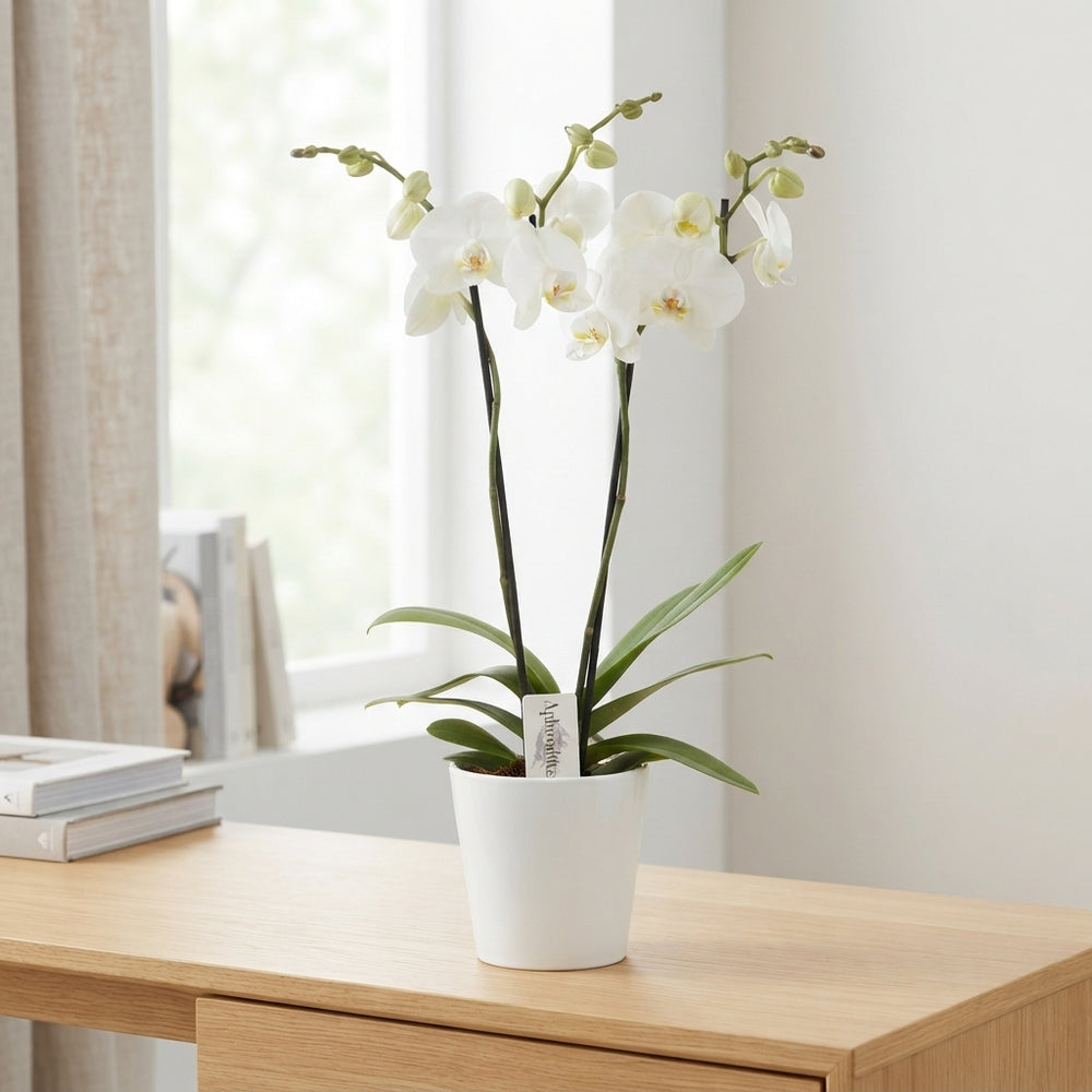 White Phalaenopsis Orchid – 2 Stem, 12cm Ceramic Pot