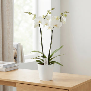 White Phalaenopsis Orchid – 2 Stem, 12cm Ceramic Pot