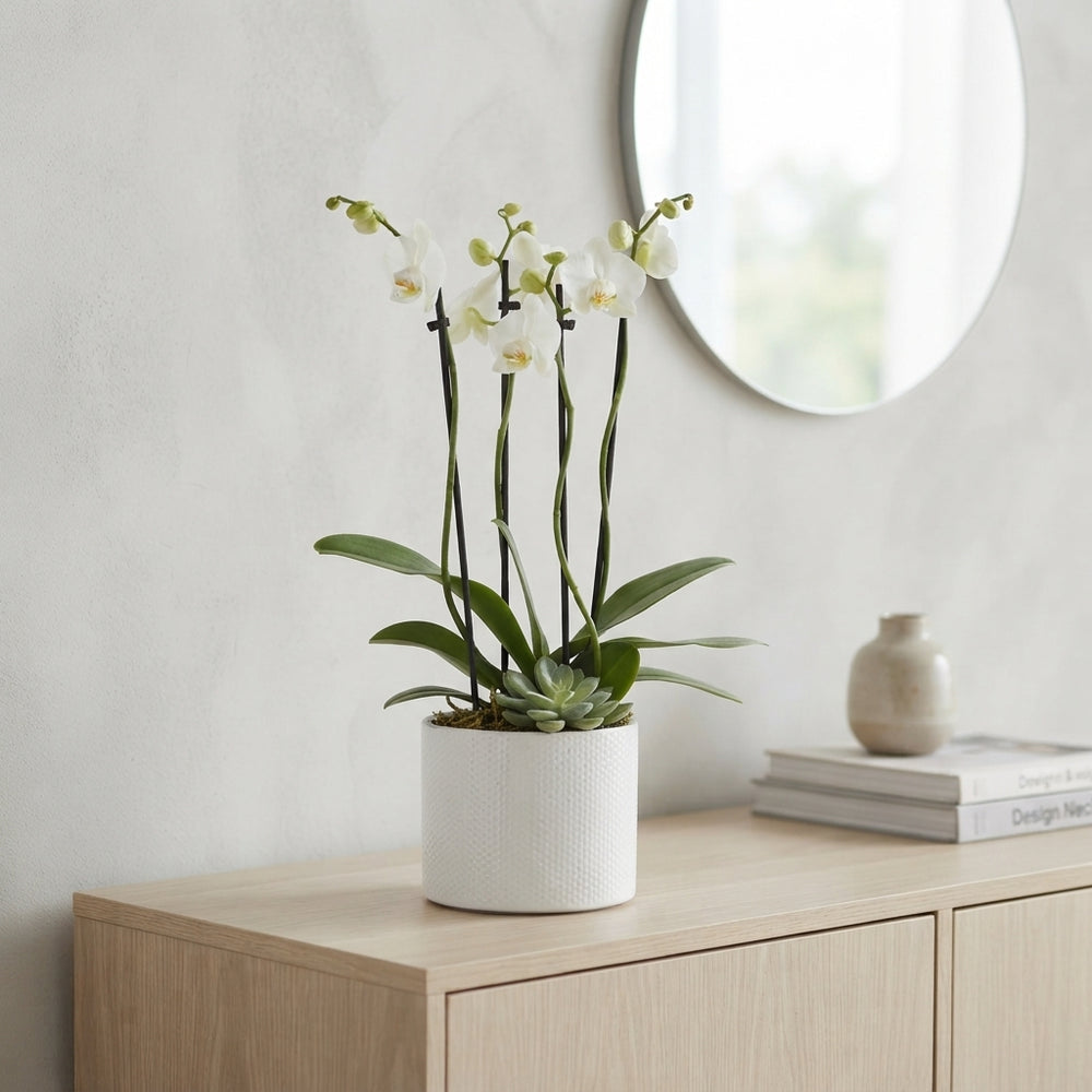 White Phalaenopsis Orchid – 17cm Ceramic Pot