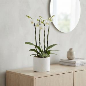 White Phalaenopsis Orchid – 17cm Ceramic Pot