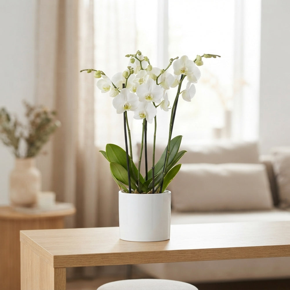 White Phalaenopsis Orchid – 3 Stem, 12cm Pot
