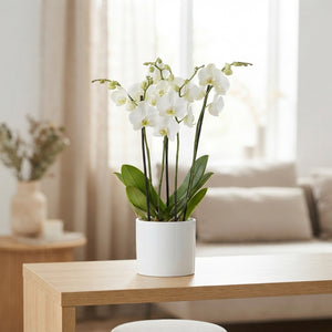 White Phalaenopsis Orchid – 3 Stem, 12cm Pot