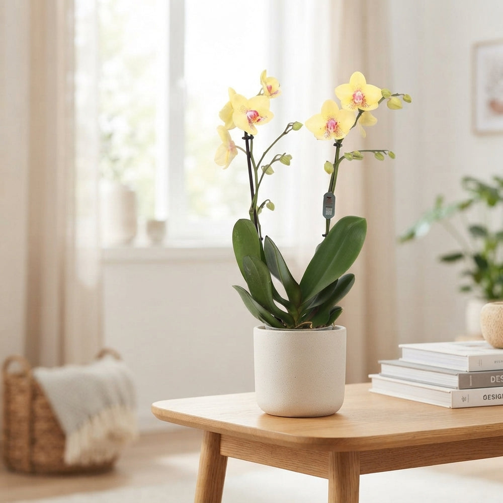 Orange Phalaenopsis Orchid – 2 Stem, 12cm Pot