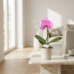 Phalaenopsis Orchid 'Singolo Victorio' – 9cm Pot