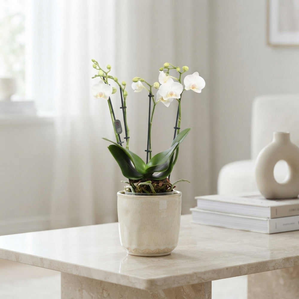 White Phalaenopsis Orchid – 2 Stem, 12cm Pot