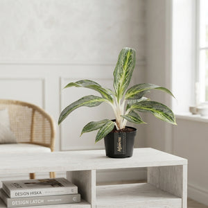 Aglaonema Emerald Stone – 12cm Pot