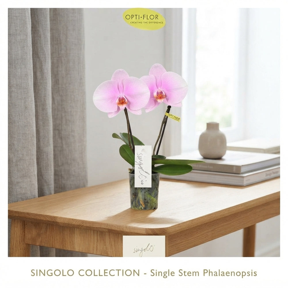 Mixed Phalaenopsis Orchid – 9cm Pot, 40cm High