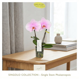 Mixed Phalaenopsis Orchid – 9cm Pot, 40cm High