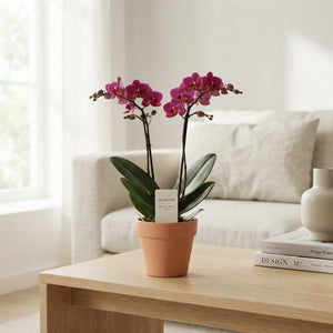 Mixed Phalaenopsis Orchid – 2 Stem, 12cm Pot