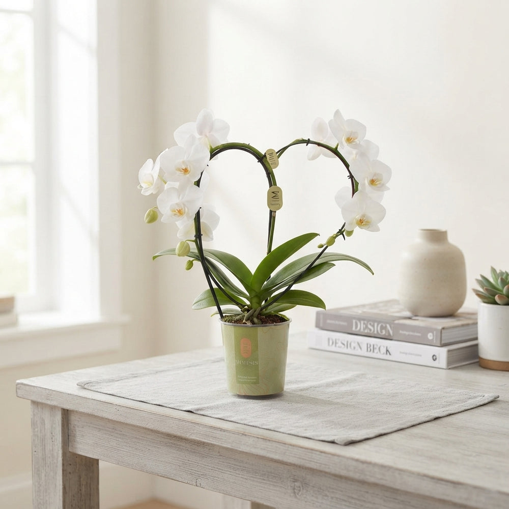 White Phalaenopsis Orchid – 9cm Pot, 35cm High