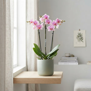 Pink Phalaenopsis Orchid (3 Stem) – 12cm Pot