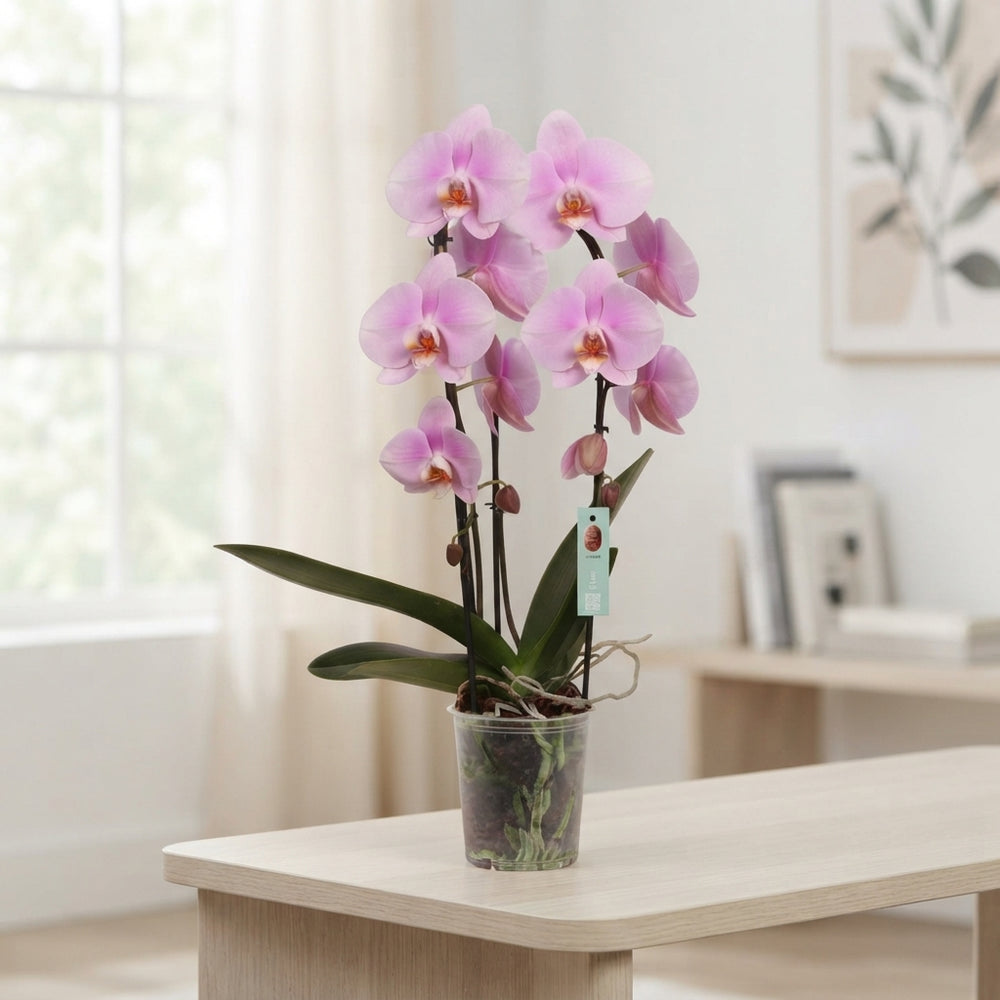 Pink Phalaenopsis Orchid – 2 Stem, 12cm Pot