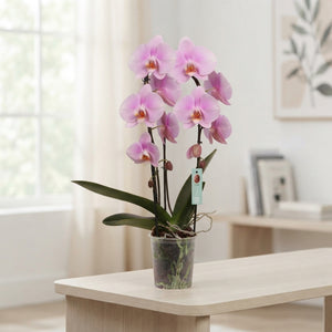 Pink Phalaenopsis Orchid – 2 Stem, 12cm Pot