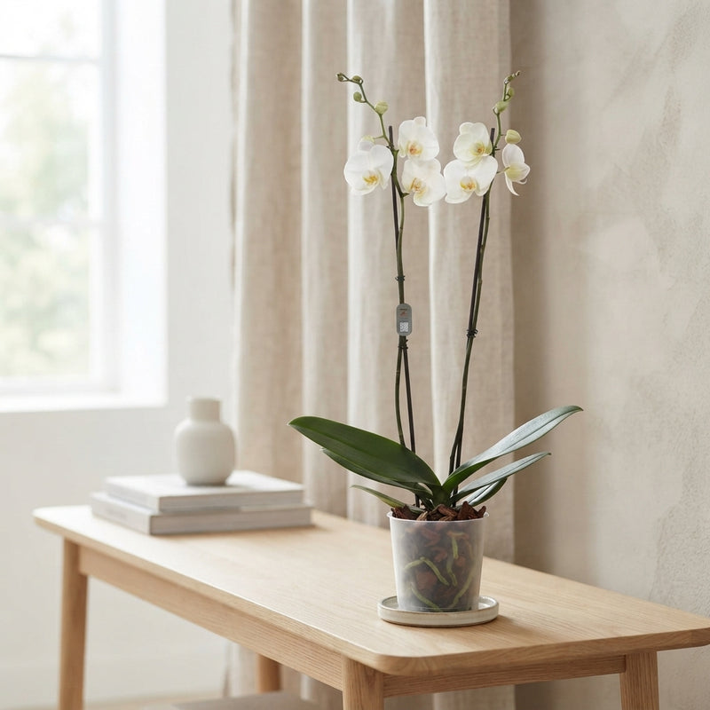 White Phalaenopsis Orchid (2 Stem) – 12cm Pot
