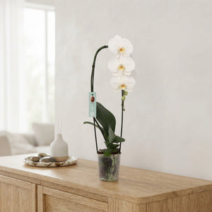 White Phalaenopsis Orchid – 12cm Pot, 60cm High