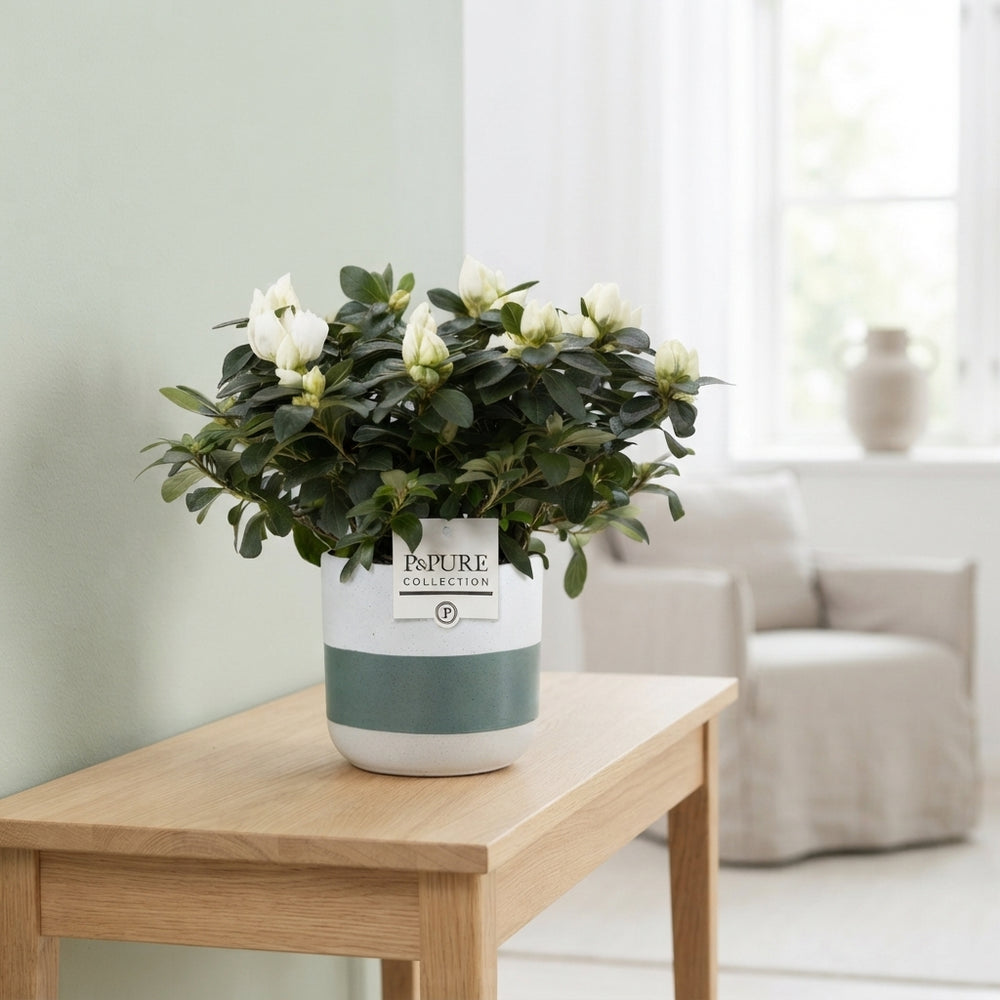 Mixed Rhododendron Houseplant – 12cm Pot