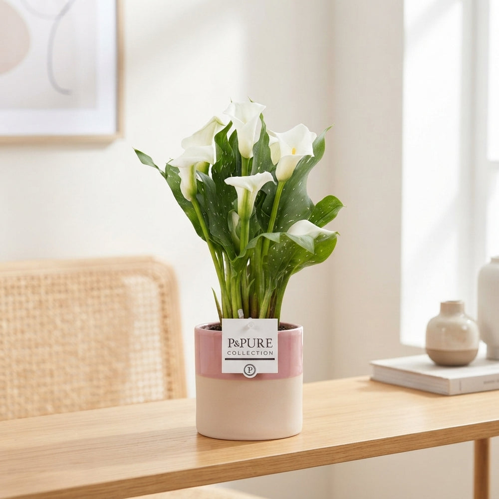 White Calla Lily (Zantedeschia) – 12cm Pot