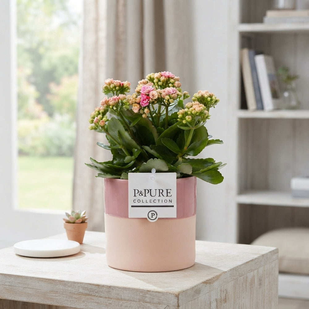 Mixed Double Kalanchoe in Shiny White Ceramic – 12cm Pot
