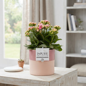 Mixed Double Kalanchoe in Shiny White Ceramic – 12cm Pot