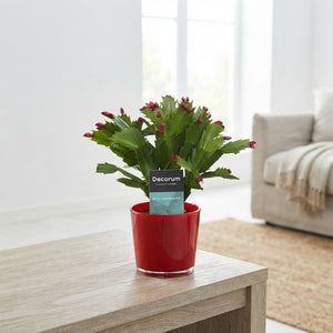 Red and White Christmas Cactus (Schlumbergera) – 9cm Pot