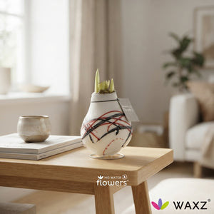 Hippeastrum ‘Picasso’ Waxed Bulb – Tricolour