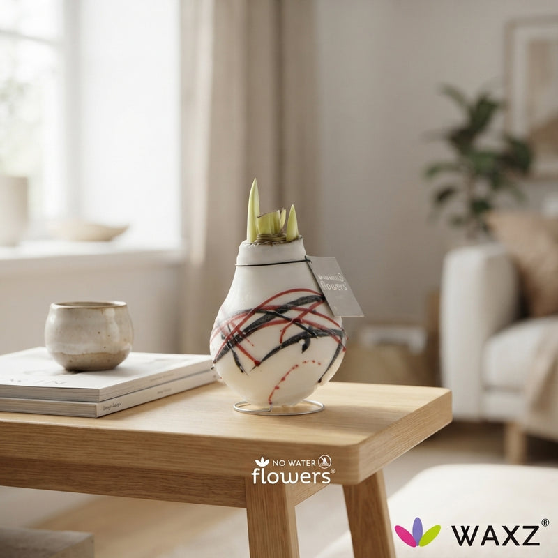 Hippeastrum ‘Picasso’ Waxed Bulb – Tricolour