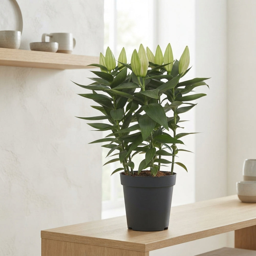 Mixed Oriental Lily (Lilium) – 18cm Pot, 50cm Tall