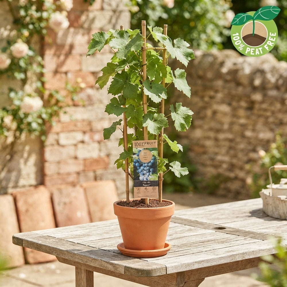 Regent Grape Vine (Vitis vinifera) – 15cm Pot