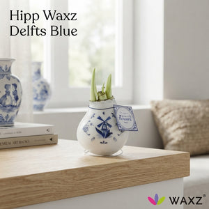 Delft Blue Waxed Amaryllis (Hippeastrum)