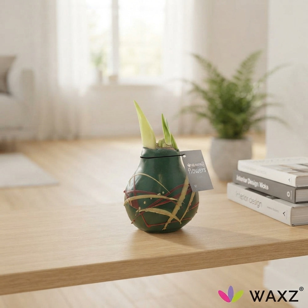 Waxed Hippeastrum ‘Art Munch’ Bulb