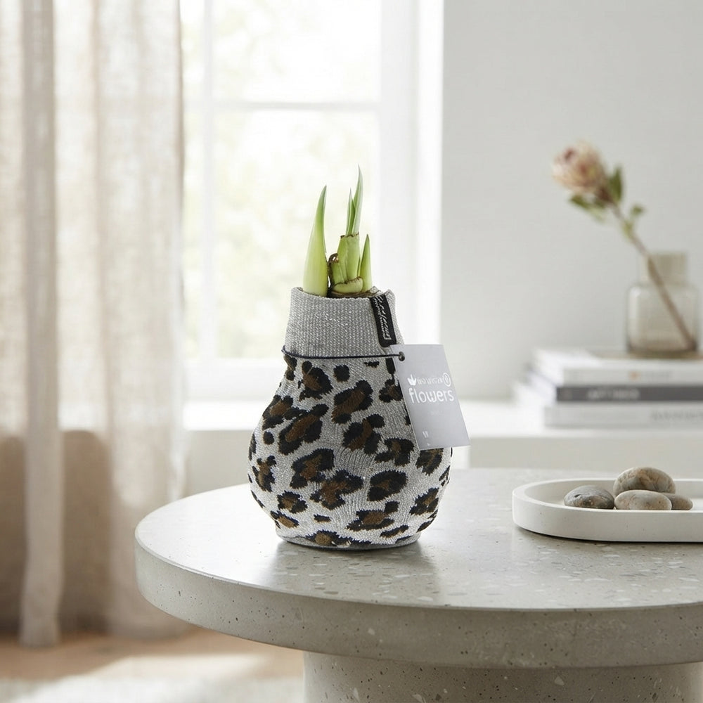 Hippeastrum Waxed Bulb – Animal Print