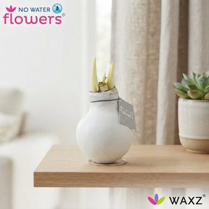 White Waxed Amaryllis (Hippeastrum) – 2 Stems
