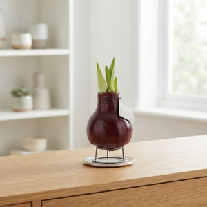 Mixed Waxed Hippeastrum Amaryllis Bulb