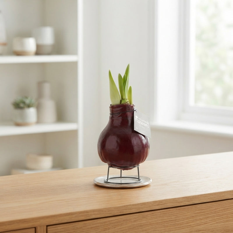 Mixed Waxed Hippeastrum Amaryllis Bulb