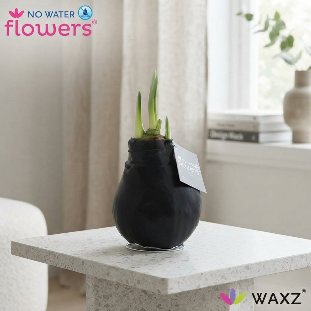 Black Waxed Hippeastrum Amaryllis – 2 Stems