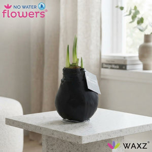 Black Waxed Hippeastrum Amaryllis – 2 Stems