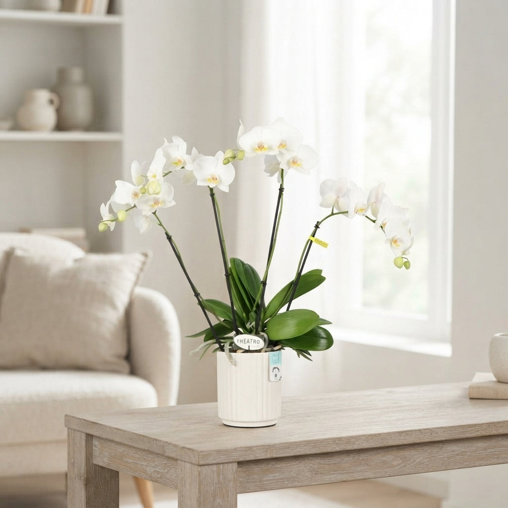 White Phalaenopsis Orchid – 12cm Ceramic Pot