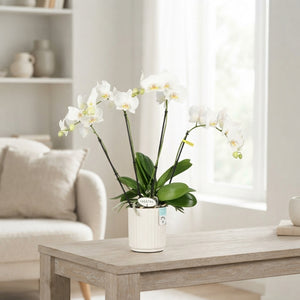 White Phalaenopsis Orchid – 12cm Ceramic Pot