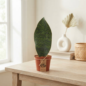 Snake Plant (Sansevieria trifasciata) – 12cm Pot