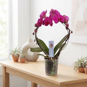 Purple Phalaenopsis Orchid – 2 Stem, 12cm Pot