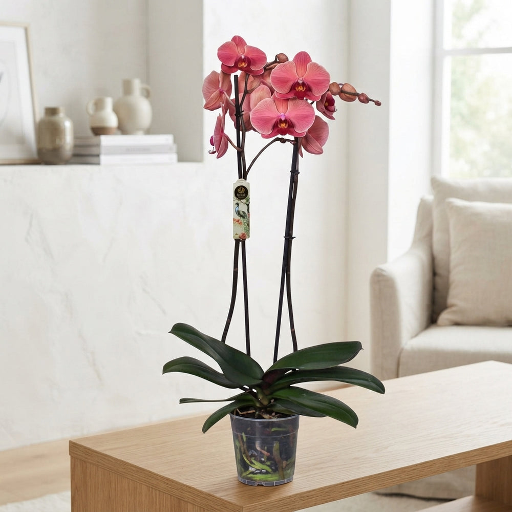 Phalaenopsis Orchid ‘Narbonne’ – 12cm Pot, 70cm